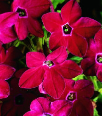 Tabák Saratoga červený F1 - Nicotiana x alata - semena - 30 ks