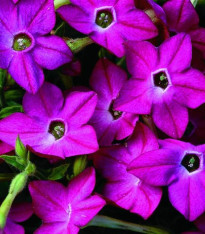 Tabák Saratoga růžový F1 - Nicotiana alata - semena - 30 ks