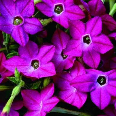 Tabák Saratoga růžový F1 - Nicotiana alata - semena - 30 ks