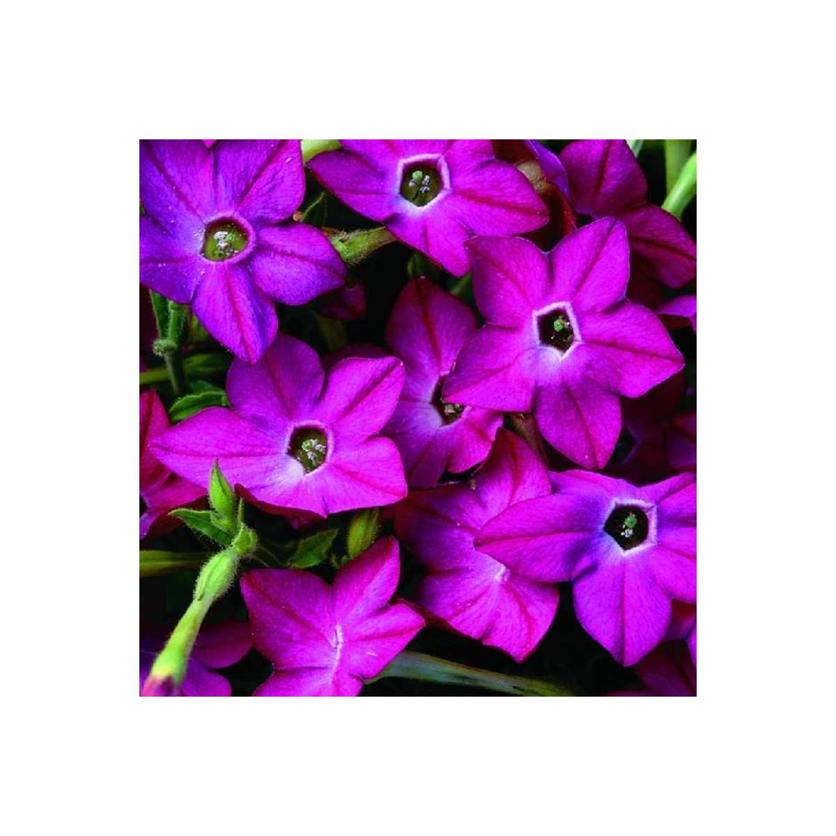 Tabák Saratoga růžový F1 - Nicotiana alata - semena - 30 ks