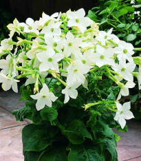 Tabák Saratoga bílý F1 - Nicotiana x alata - semena - 30 ks