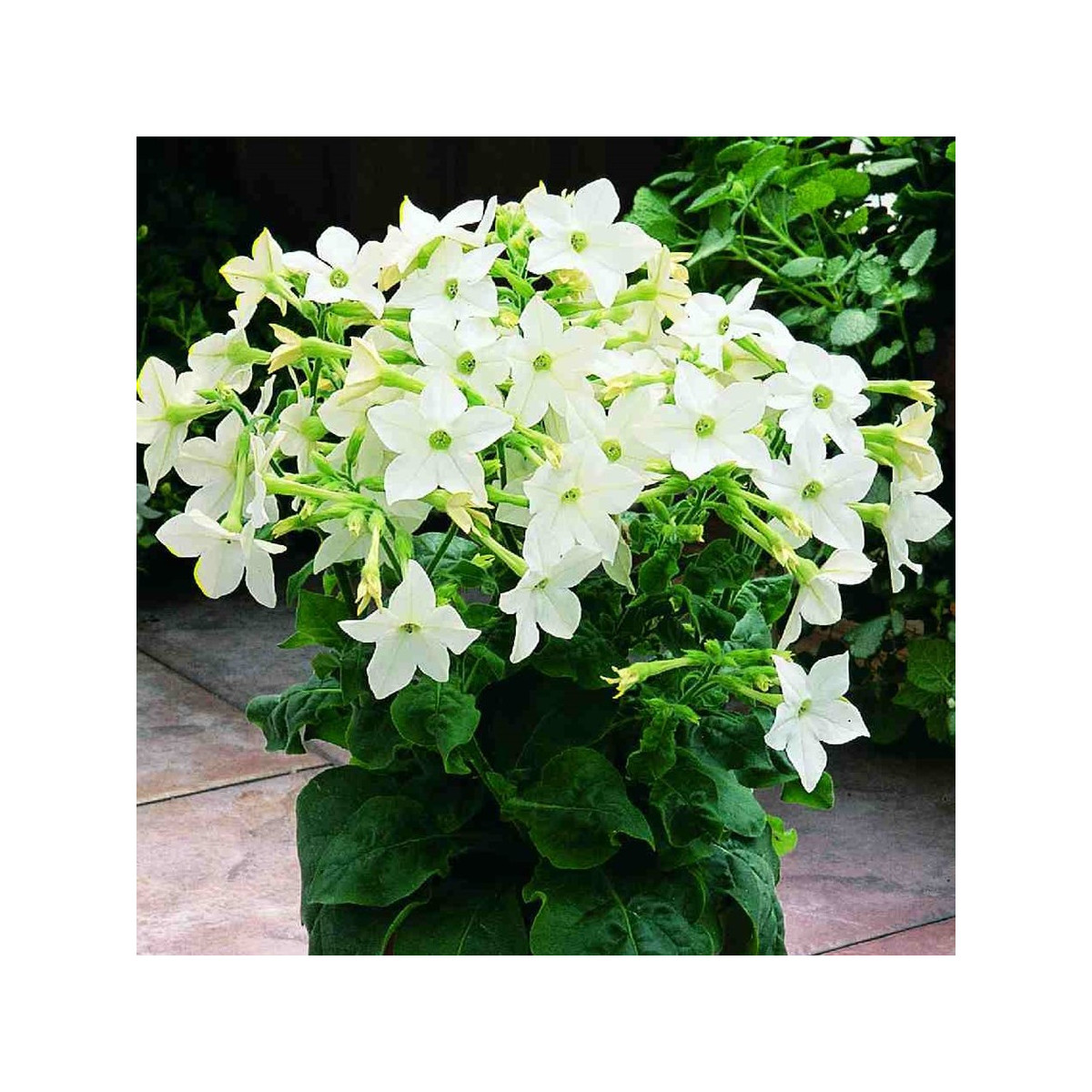 Tabák Saratoga bílý F1 - Nicotiana x alata - semena - 30 ks