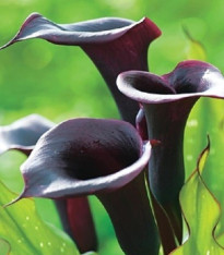 Kala Schwarzwalder - Zantedeschia - cibuloviny - 1 ks