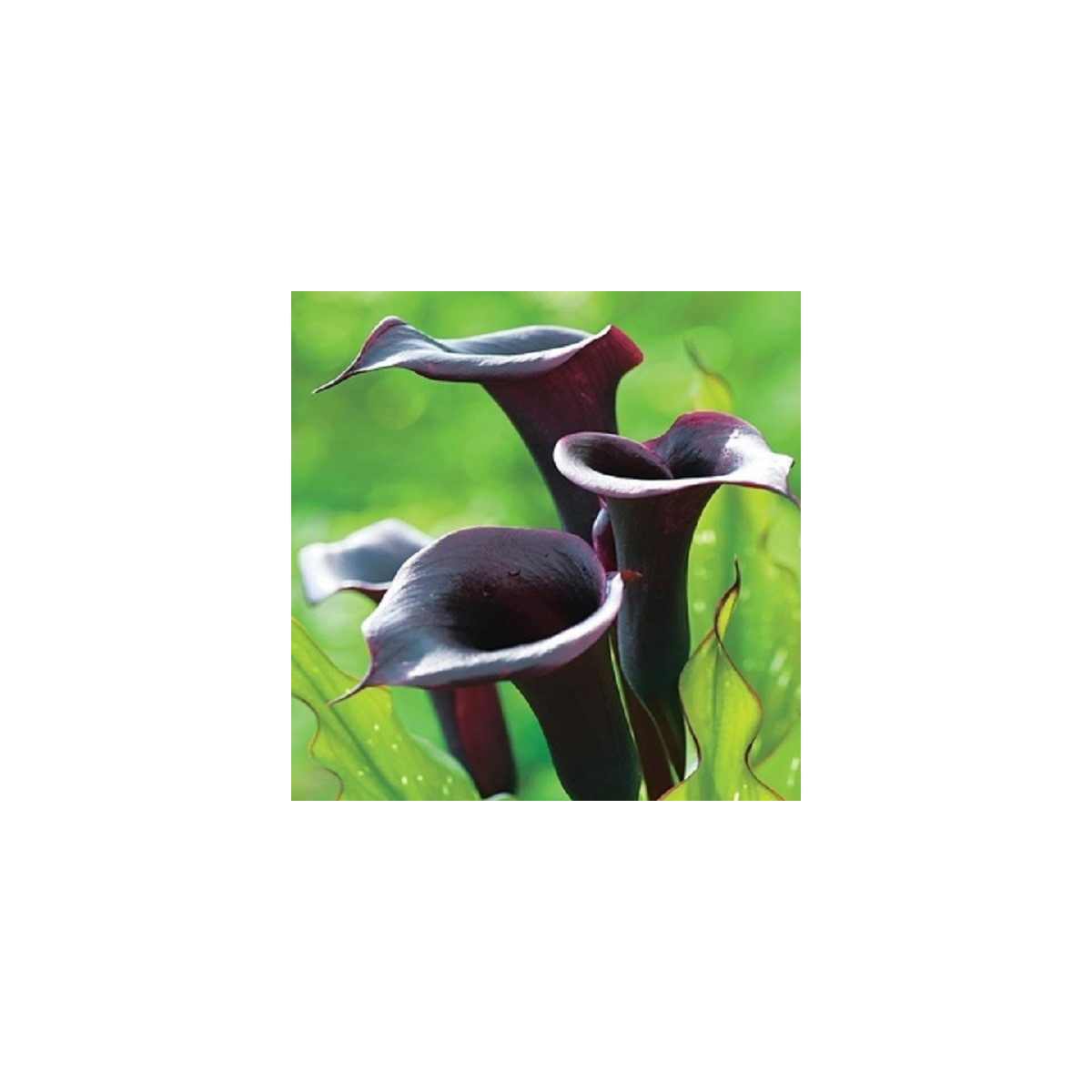 Kala Schwarzwalder - Zantedeschia - cibuloviny - 1 ks