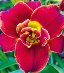 Denivka Highland Lord - Hemerocallis - cibuloviny - 1 ks