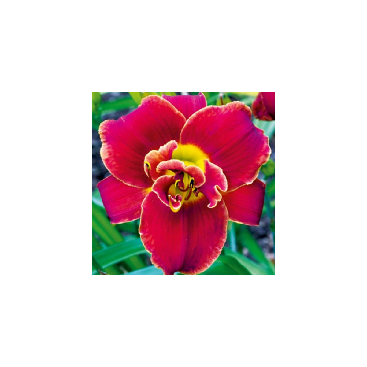 Denivka Highland Lord - Hemerocallis - cibuloviny - 1 ks