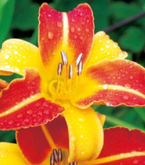 Denivka Frans Halls - Hemerocallis - cibuloviny - 1 ks