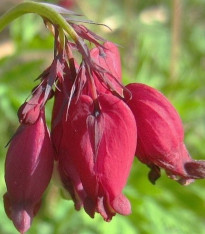 Srdcovka formosa Bacchannal - Dicentra formosa - cibuloviny - 1 ks