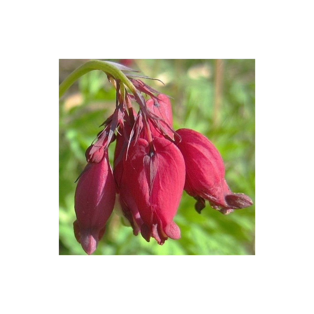Srdcovka formosa Bacchannal - Dicentra formosa - cibuloviny - 1 ks