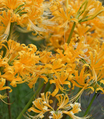 Pavoučí lilie - Lycoris aurea - cibuloviny - 1 ks