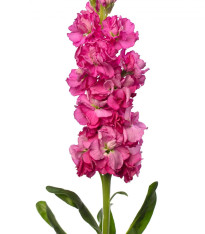 Fiala Iron Rose - Matthiola incana - semena - 40 ks