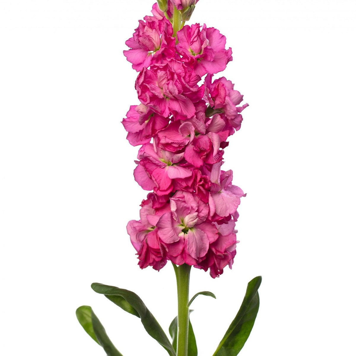 Fiala Iron Rose Pink - Matthiola incana - semena - 40 ks