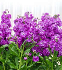 Fiala Hot cakes - Matthiola incana - semena - 40 ks