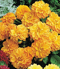 Jiřinka proměnlivá Figaro Orange shades - Dahlia variabilis - semena - 20 ks