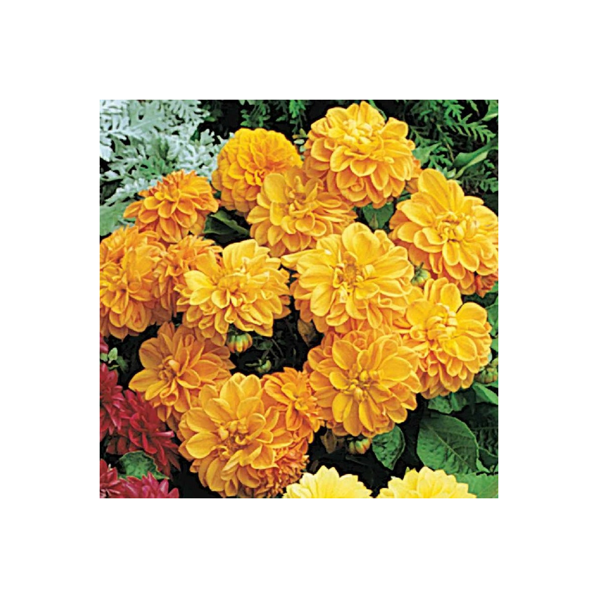 Jiřinka proměnlivá Figaro Orange shades - Dahlia variabilis - semena - 20 ks