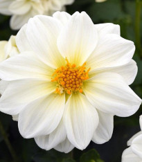 Jiřinka proměnlivá Figaro bílá - Dahlia variabilis - semena - 20 ks