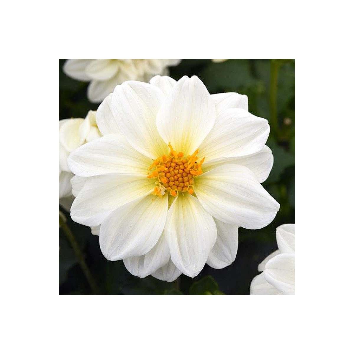Jiřinka proměnlivá Figaro bílá - Dahlia variabilis - semena - 20 ks