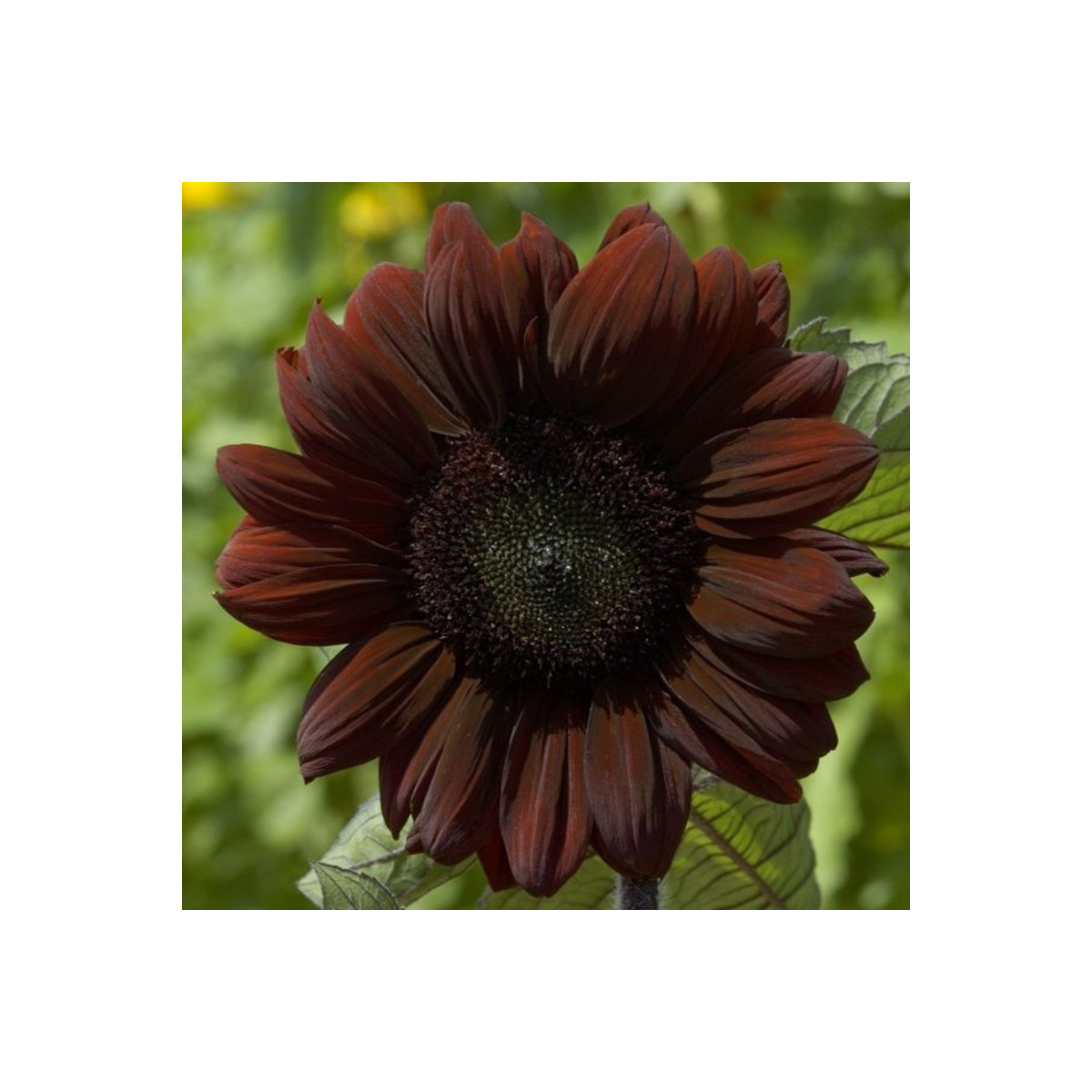 Slunečnice roční Claret - Helianthus annuus - semena - 10 ks