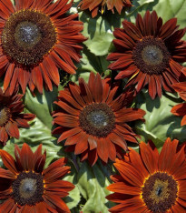 Slunečnice roční Ruby F1 - Helianthus annuus - semena - 10 ks
