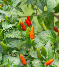 Chilli Thai Hot Birds Eye - Capsicum annuum - semena - 6 ks