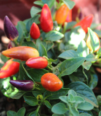 Chilli Rainbow fire - Capsicum frutescens - semena - 6 ks