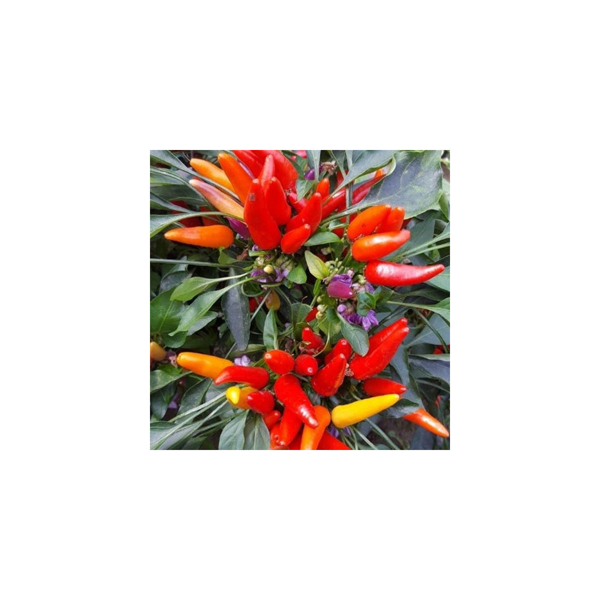 Chilli Rainbow fire - Capsicum frutescens - semena - 6 ks
