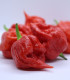 Chilli Apocalypse Red - Capsicum chinense - semena - 5 ks