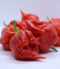 Chilli Apocalypse Red - Capsicum chinense - semena - 5 ks