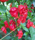 Chilli Apocalypse Red - Capsicum chinense - semena - 5 ks