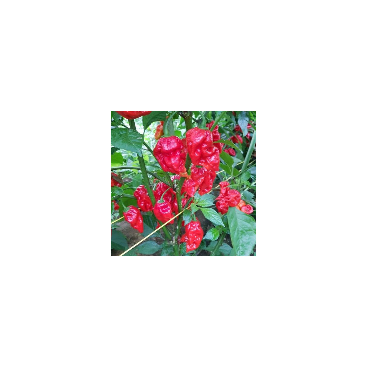 Chilli Apocalypse Red - Capsicum chinense - semena - 5 ks