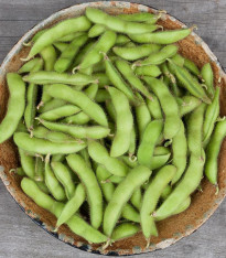 BIO Sója Edamame Chiba Green - Glycine max - bio semena - 20 ks