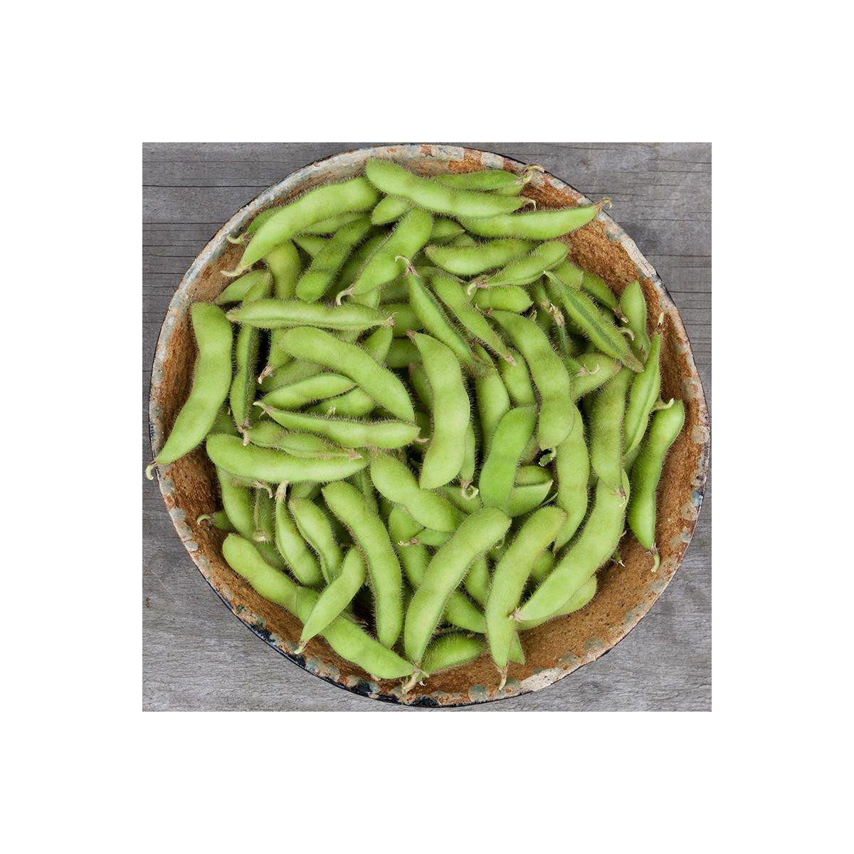 BIO Sója Edamame Chiba Green - Glycine max - bio semena - 20 ks