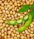 BIO Sója Tofu - Glycine max - bio semena - 50 ks