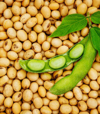 BIO Sója Tofu - Glycine max - bio semena - 50 ks