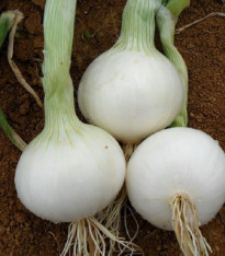 Cibule White Globe - Allium cepa - semena - 100 ks