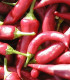 Paprika Žitava - Capsicum annuum - semena - 30 ks