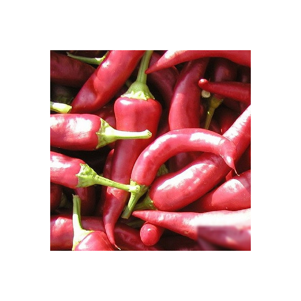 Paprika Žitava - Capsicum annuum - semena - 30 ks