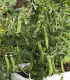 Hrách Kudrnáč - Pisum sativum - semena - 35 ks