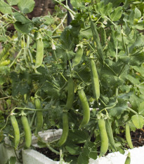 Hrách Kudrnáč - Pisum sativum - semena - 35 ks