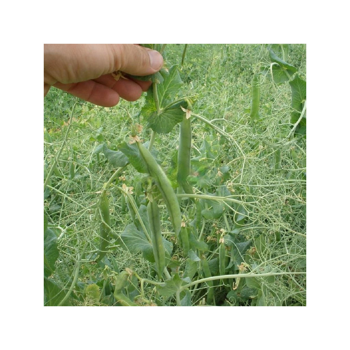 Hrách Kudrnáč - Pisum sativum - semena - 35 ks