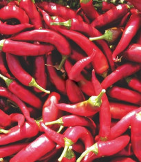 Paprika Kora Zel - Capsicum annuum - semena - 40 ks