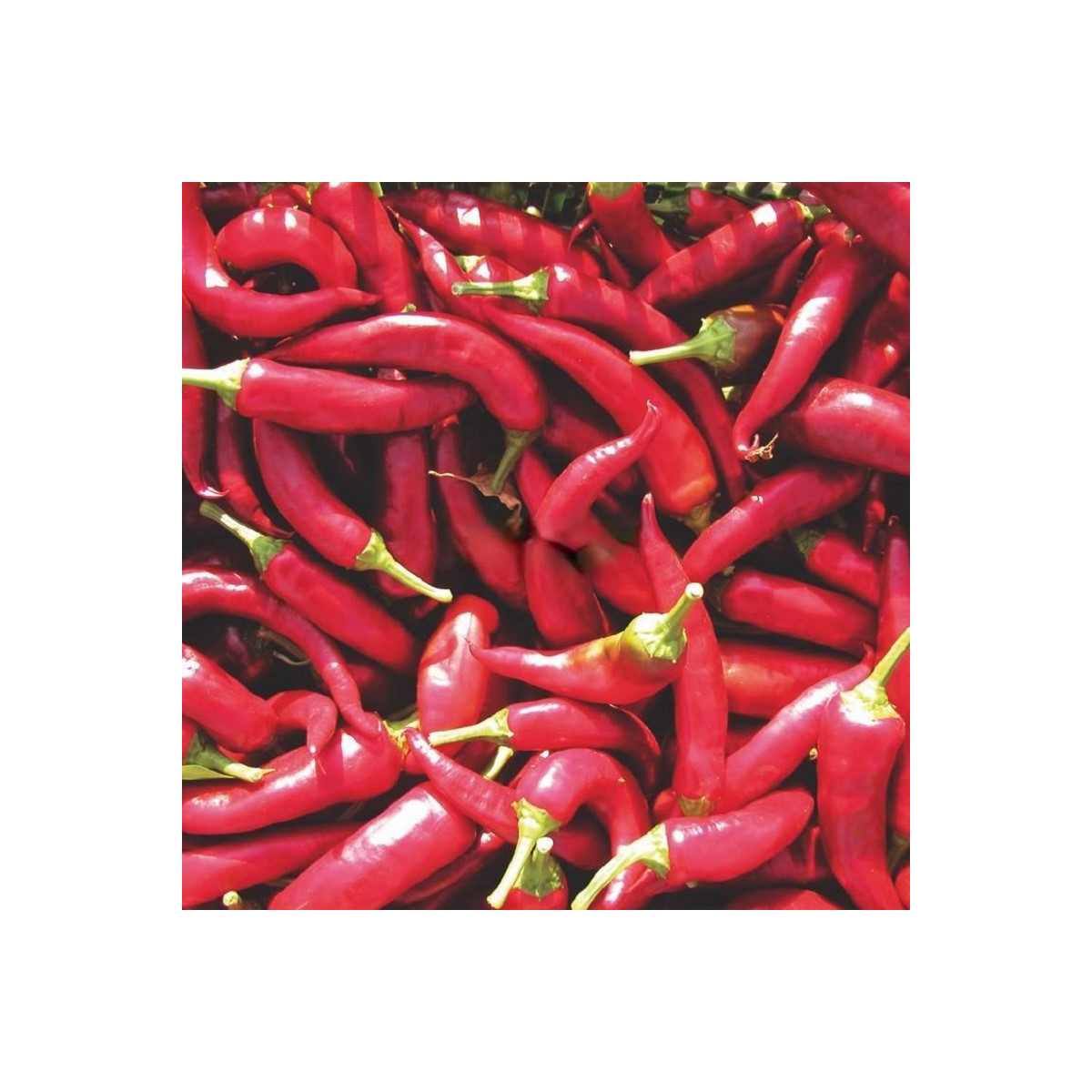 Paprika Kora Zel - Capsicum annuum - semena - 40 ks