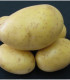 Sadbové brambory Princess - Solanum tuberosum - 5 kg