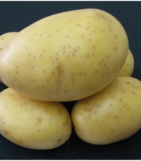 Sadbové brambory Princess - Solanum tuberosum - 5 kg