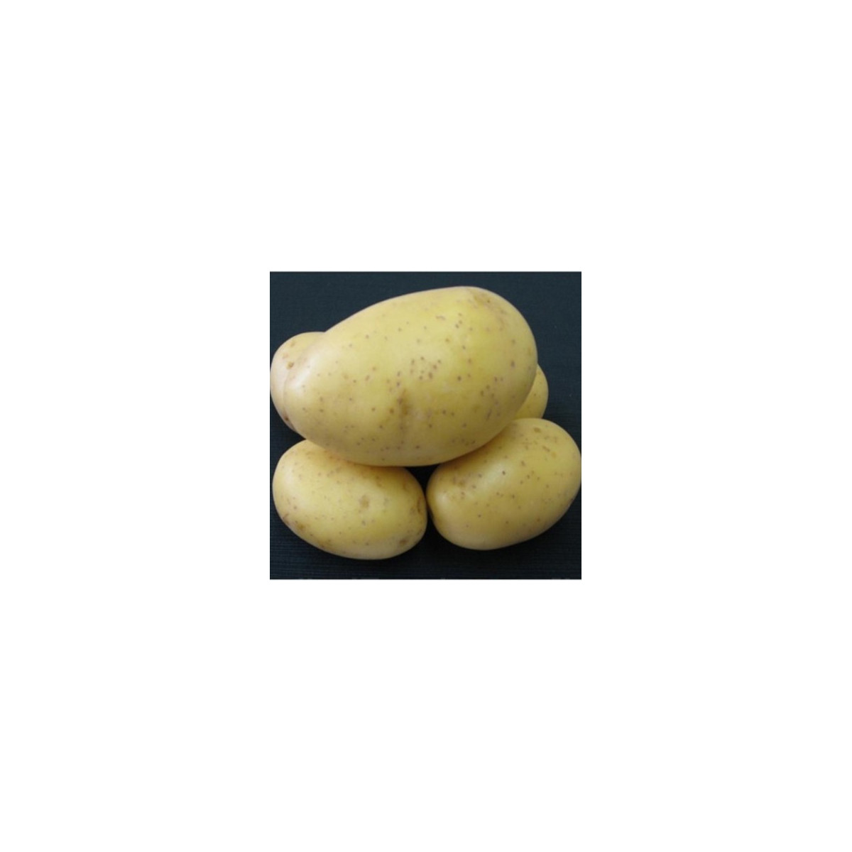 Sadbové brambory Princess - Solanum tuberosum - 5 kg