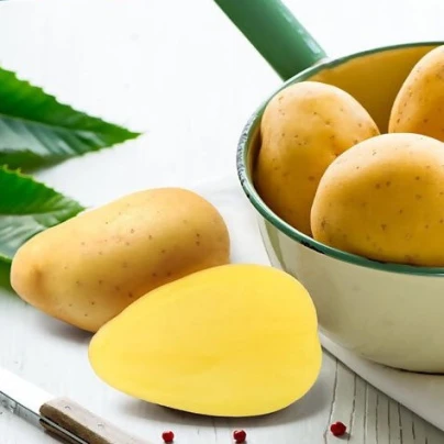 BIO sadbové brambory Bellinda - Solanum tuberosum - bio brambory - 10 ks