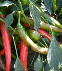 Paprika Pálivec - Capsicum annuum - semena - 20 ks