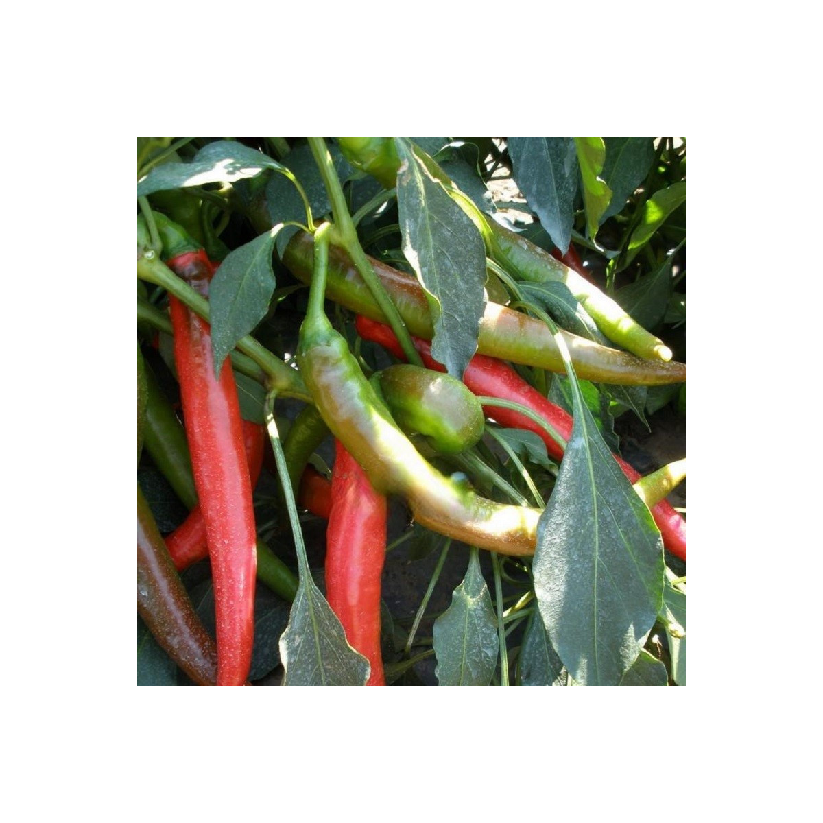 Paprika Pálivec - Capsicum annuum - semena - 20 ks