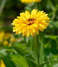 Měsíček lékařský Bon Bon žlutý - Calendula officinalis - semena - 20 ks