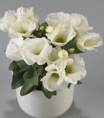 Eustoma Carmen Ivory - Eustoma grandiflorum - semena - 12 ks